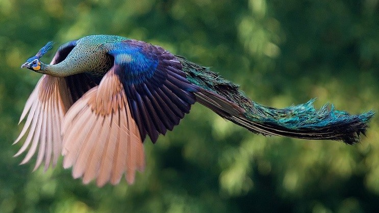 Khoảnh khắc chim công bay lên trời như hình ảnh chim phượng hoàng trong truyền thuyết