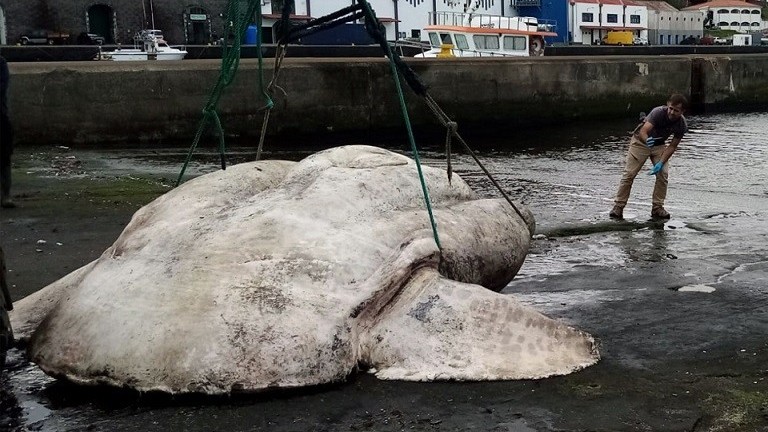 Phát hiện kỳ thú: Con cá mặt trời lớn nhất, nặng hơn 2,7 tấn và đã chết