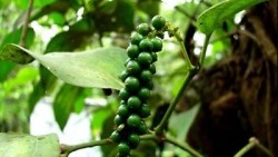 Giá tiêu hôm nay 29/11, thị trường có xu hướng phục hồi, xuất hiện yếu tố hỗ trợ giá