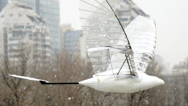 Trung Quốc: Ornithopter chạy pin lập kỷ lục Guinness về thời gian bay dài nhất