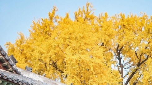 Hàn Quốc: Ngắm 2 cây ngân hạnh 600 tuổi vàng rực một góc trời khi Thu sang
