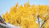Hàn Quốc: Ngắm 2 cây ngân hạnh 600 tuổi vàng rực một góc trời khi Thu sang