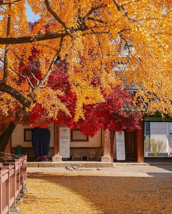 Hàn Quốc: Đôi cây ngân hạnh 600 năm tuổi