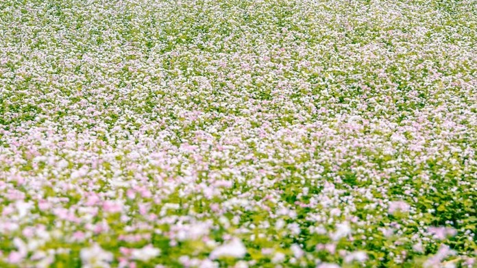 Đến Hà Giang, ngắm hoa tam giác mạch đang mùa nở rộ