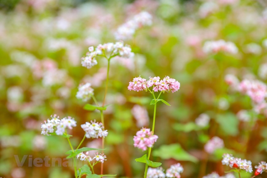 hoa tam giác mạch