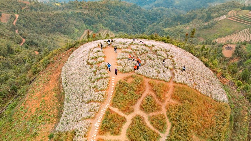 hoa tam giác mạch