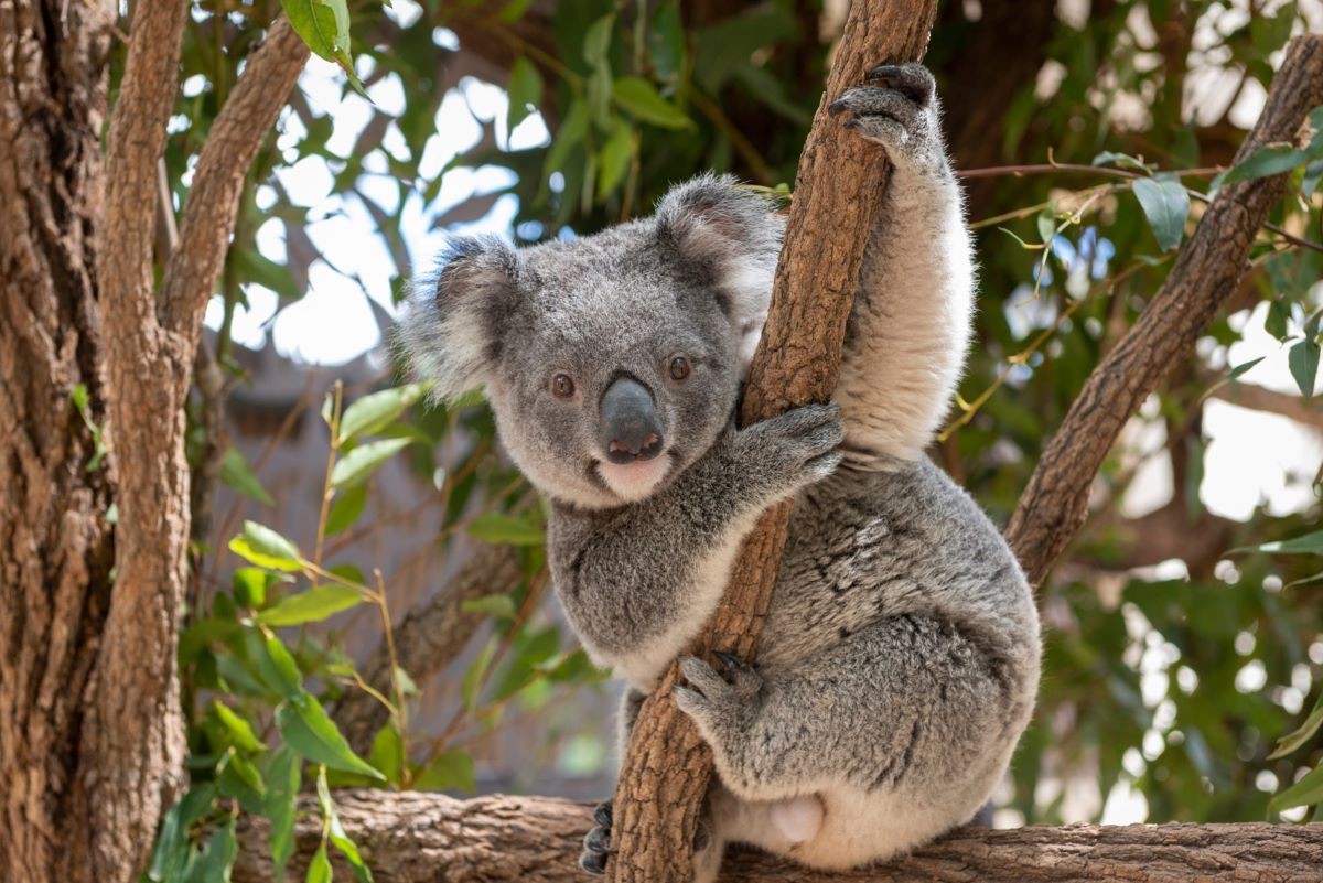 Chính phủ Australia chính thức liệt kê koala là loài có nguy cơ tuyệt chủng ở bang New South Wales, Queensland và Vùng thủ đô Australia trong bối cảnh số lượng koala giảm nhanh chóng do ảnh hưởng của các hoạt động phát quang đất, cháy rừng, hạn hán và dịch bệnh. (Nguồn: Shutterstock) Chính phủ Australia chính thức liệt kê koala là loài có nguy cơ tuyệt chủng ở bang New South Wales, Queensland và Vùng thủ đô Australia trong bối cảnh số lượng koala giảm nhanh chóng do ảnh hưởng của các hoạt động phát quang đất, cháy rừng, hạn hán và dịch bệnh. (Nguồn: Shutterstock)