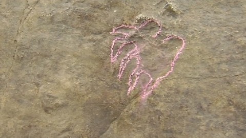 Trung Quốc phát hiện hơn 20 dấu chân hóa thạch của rùa từ kỷ khủng long Trung Quốc phát hiện hơn 20 dấu chân hóa thạch của rùa từ kỷ khủng long