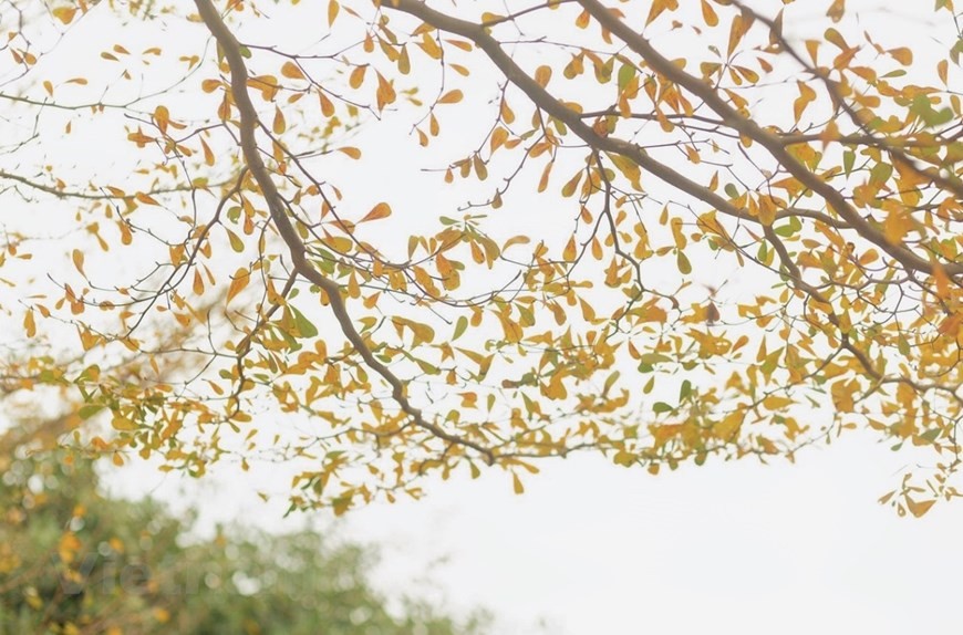 Dự báo thời tiết đêm nay và ngày mai (3-4/11): Hà Nội, Bắc Bộ, Bắc Trung Bộ đêm và sáng sớm trời rét; Trung Bộ chiều mưa rải rác; Nam Bộ mưa to cục bộ Dự báo thời tiết đêm nay và ngày mai (3-4/11): Hà Nội, Bắc Bộ, Bắc Trung Bộ đêm và sáng sớm trời rét; Trung Bộ chiều mưa rải rác; Nam Bộ mưa to cục bộ