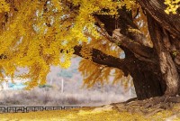 Hàn Quốc: Cây ngân hạnh nghìn năm, tán khổng lồ tựa quả cầu vàng rực rỡ