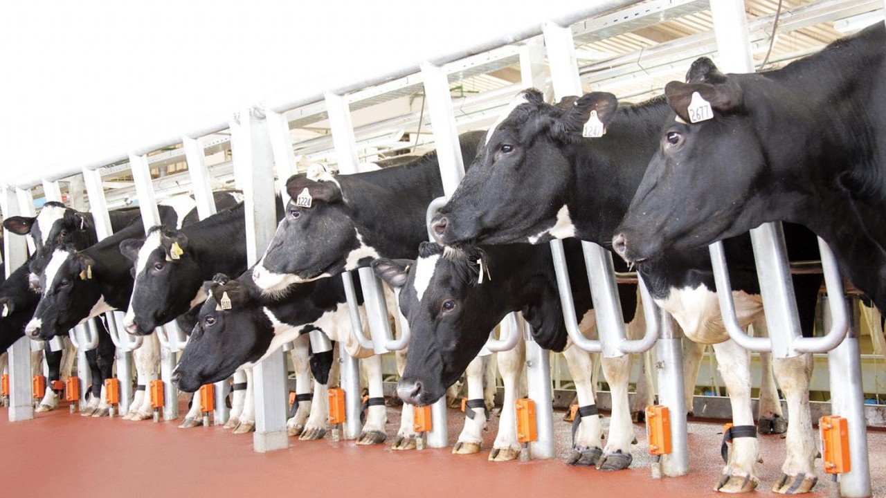 TH true MILK - Trang trại chăn nuôi bò sữa tốt nhất Việt Nam