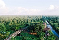 Liên minh Rừng ngập mặn vì khí hậu