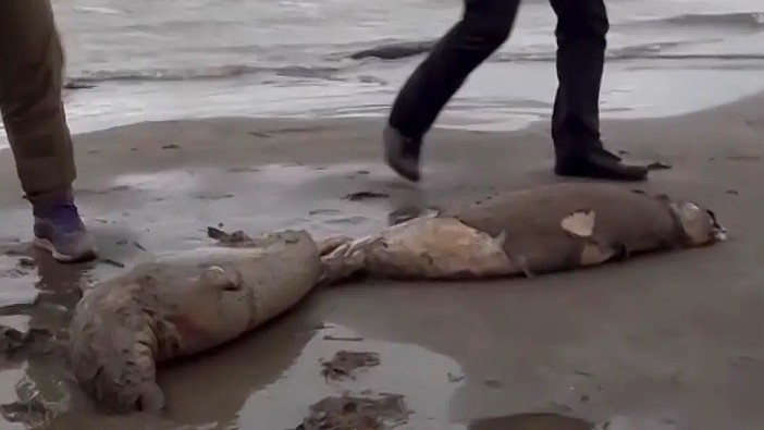 Nga: Chưa rõ nguyên nhân 2.500 con hải cẩu chết hàng loạt