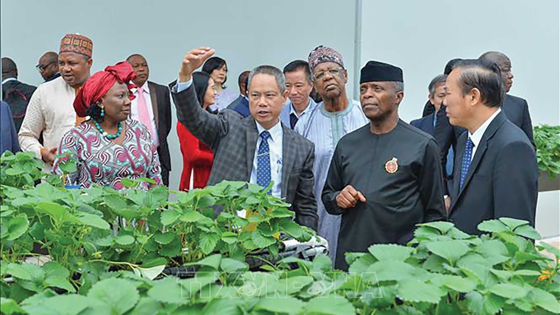 Thúc đẩy hợp tác Việt Nam-Nigeria tương xứng với tiềm năng