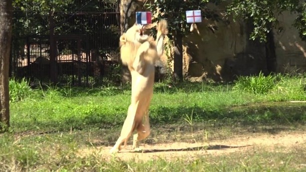 World Cup 2022: Sư tử tiên tri dự đoán kết quả về trận Anh-Pháp