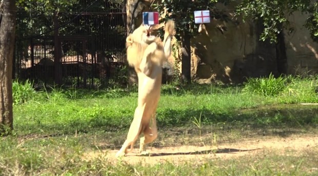 Chú sư tử Chao Boy đã lựa chọn đội tuyển Pháp giành chiến thắng trước Anh trong trận tứ kết World Cup 2022. (Nguồn: Viralpress)