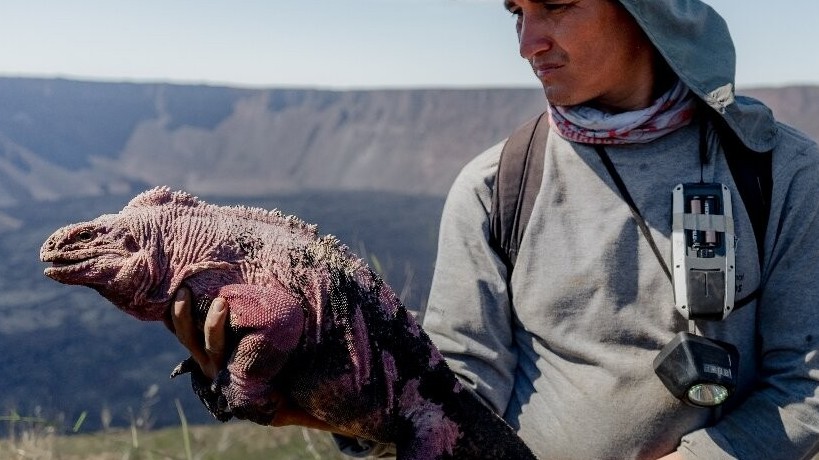 Ecuador: Loài kỳ nhông hồng có nguy cơ tuyệt chủng sinh con trong tự nhiên
