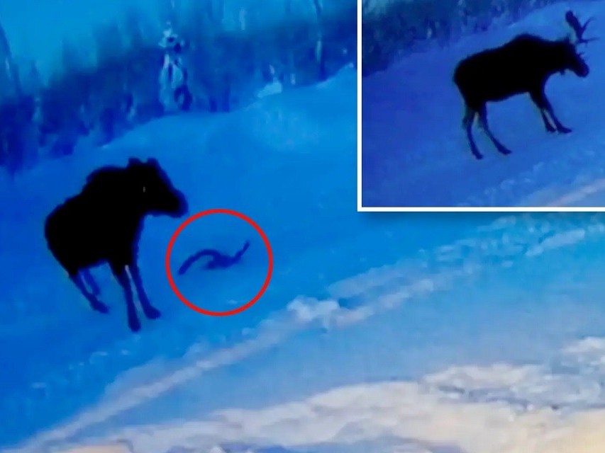 Mỹ: Khoảnh khắc nai sừng tấm rụng gạc gây sốt cộng đồng mạng