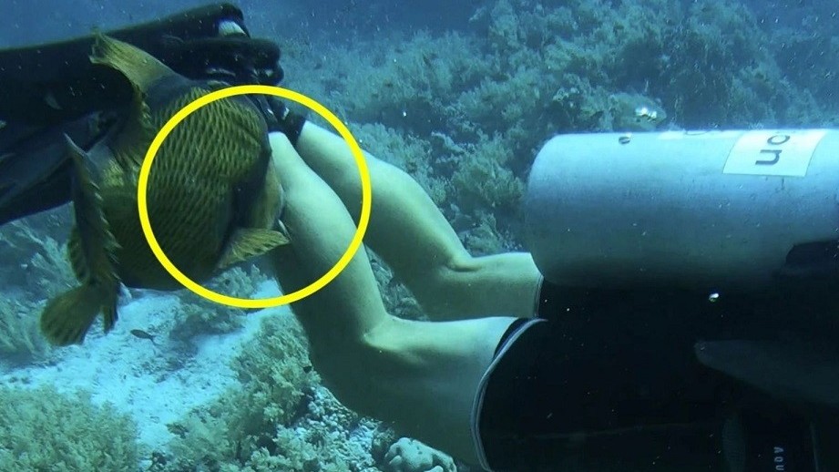 Ai Cập: Cá bò với hàm răng lớn tấn công và cắn thợ lặn dưới biển