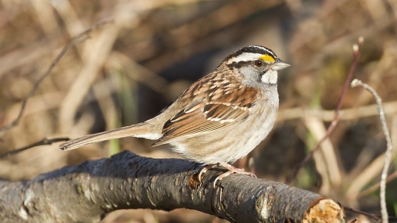 Vì sao chim sẻ họng trắng có tới 4 giới tính?