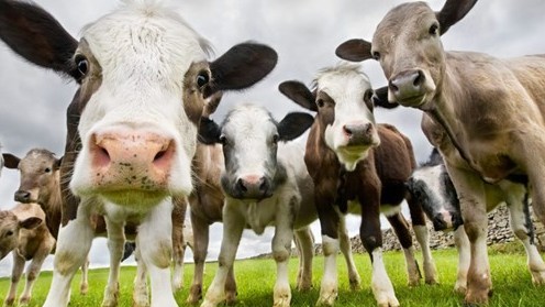 Những khám phá khoa học ấn tượng lấy cảm hứng từ thiên nhiên