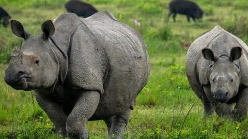 Ấn Độ: Không có con tê giác nào ở bang Assam bị săn trộm trong năm 2022