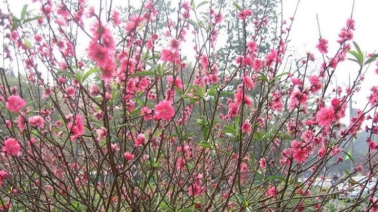 Vì sao lập xuân luôn vào ngày 4 hoặc 5 tháng 2 Dương lịch?