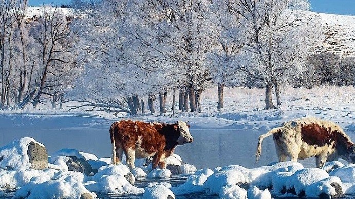 Bất chấp nước lạnh âm 40 độ C, nước sông vẫn không bao giờ bị đóng băng