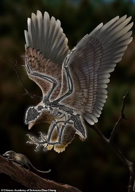 Trung Quốc tìm thấy hóa thạch chim có thể tiến hóa từ khủng long từ 120 triệu năm trước