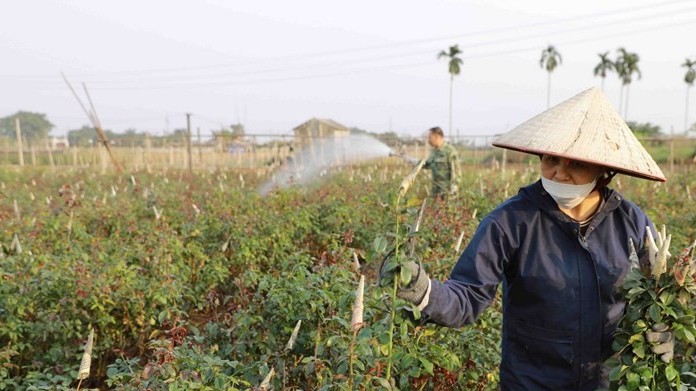 Dự báo thời tiết đêm nay và ngày mai (6-7/1): Hà Nội, Bắc Bộ trời rét, ngày nắng; Đà Nẵng đến Khánh Hòa có mưa lớn; Nam Bộ mưa to cục bộ