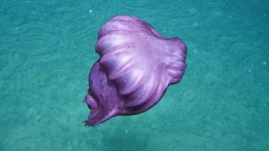 Australia: Camera chụp lại những sinh vật biển mới đầu tiên dưới biển sâu