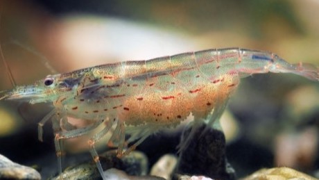 Trung Quốc phát hiện hóa thạch tôm cách đây 518 triệu năm