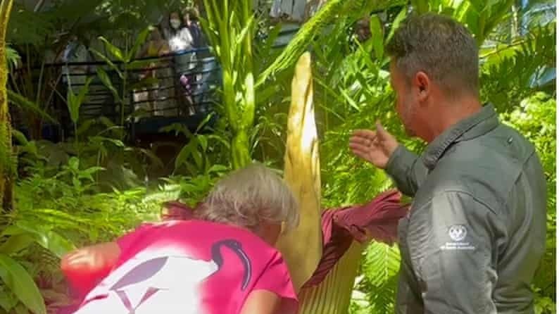 Australia: Hoa 'xác thối' nở tại vườn bách thảo hút khách du lịch