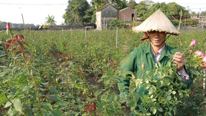 Dự báo thời tiết đêm nay và ngày mai (12-13/1): Hà Nội không mưa, đêm và sáng trời rét; Bắc Bộ rét về đêm và sáng sớm; phía Nam ngày nắng