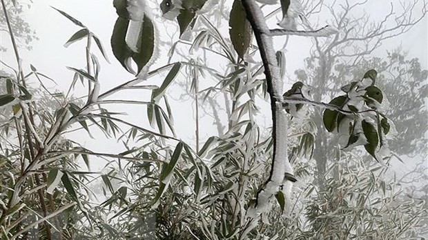 Tin dự báo không khí lạnh mạnh: Từ chiều, đêm 15-18/1, Bắc Bộ, Bắc Trung Bộ rét đậm, vùng núi rét hại; vùng núi cao có thể mưa tuyết và băng giá