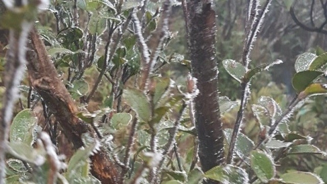 Đỉnh Mẫu Sơn nhiệt độ giảm tới 0 độ C và xuất hiện băng giá nhẹ