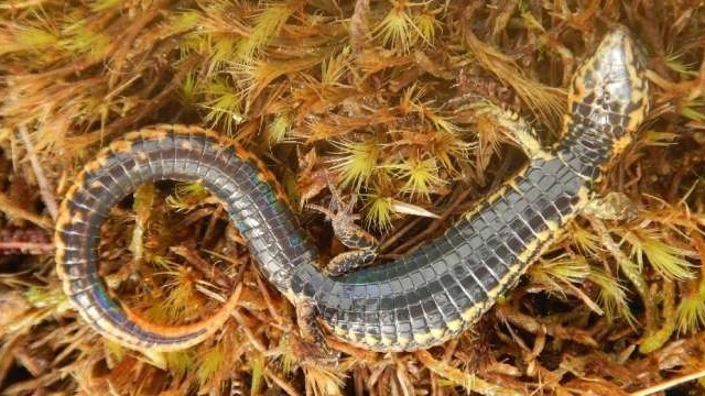 Peru tìm thấy loài thằn lằn mới có những đốm vàng chạy dọc thân