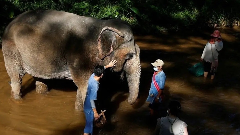 Thái Lan: Hoạt động du lịch cùng voi hút khách nước ngoài