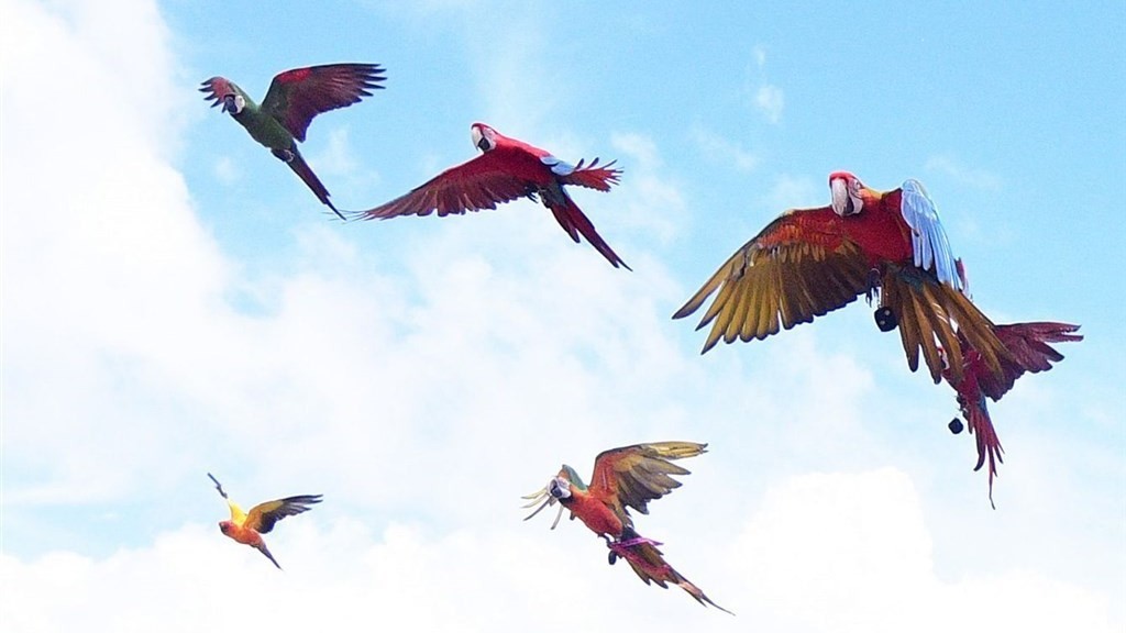 Đài Loan (Trung Quốc): Vẹt tấn công người, chủ nhân phải bồi thường và ngồi tù hai tháng