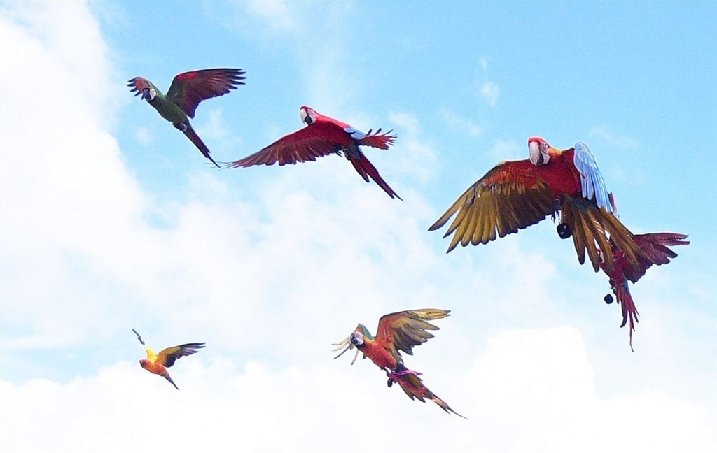 Đài Loan (Trung Quốc): Vẹt tấn công người, chủ nhân phải bồi thường và ngồi tù hai tháng Đài Loan (Trung Quốc): Vẹt tấn công người, chủ nhân phải bồi thường và ngồi tù hai tháng