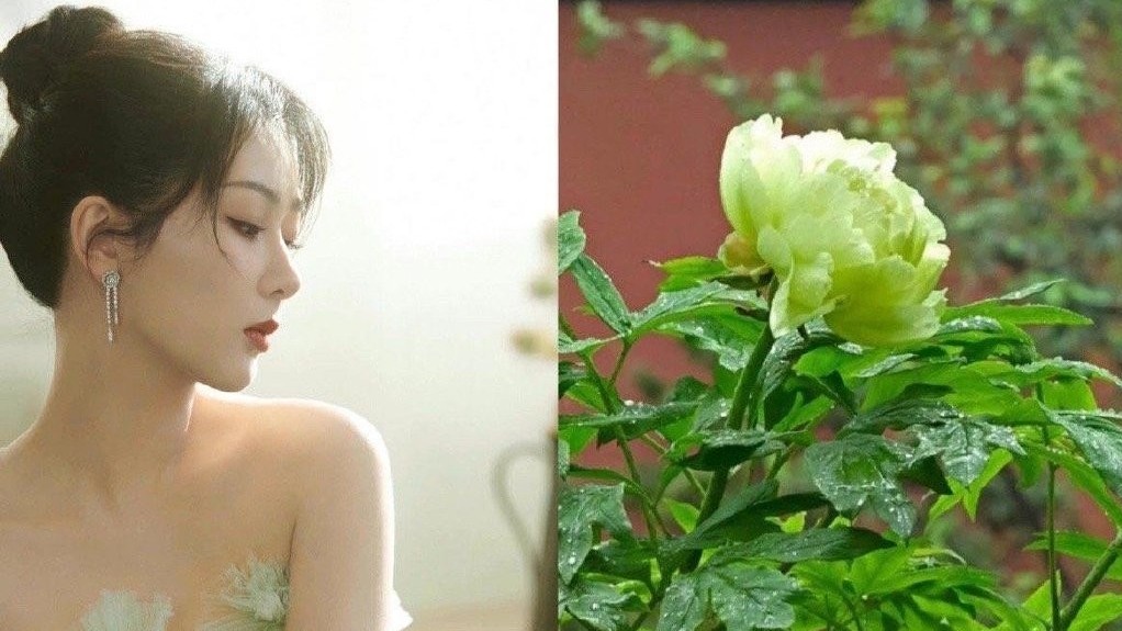 Diễn viên Dương Tử được khen 'đẹp như một cành hoa mẫu đơn' trong bộ ảnh mới nhất