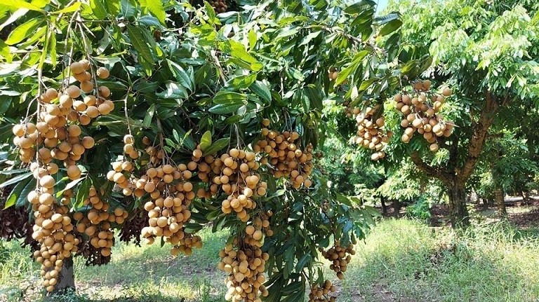 Vừa xuất sang Nhật Bản, nhãn Việt đã ngay lập tức 'cháy hàng'