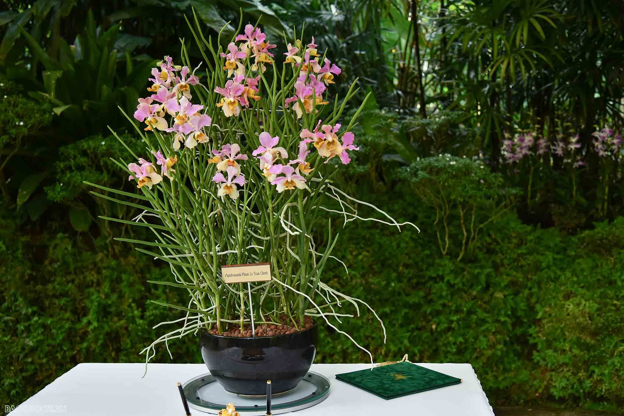 Việt Nam-singapore