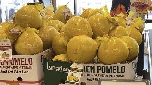 Lô bưởi Diễn Hòa Bình đầu tiên xuất khẩu chính ngạch đến Anh nhờ UKVFTA