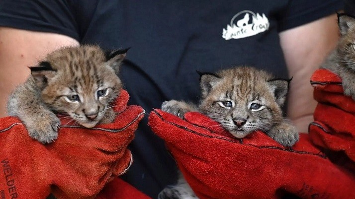 Pháp: Cần nhân giống loài linh miêu Á-Âu trước nguy cơ tuyệt chủng