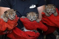 Pháp: Cần nhân giống loài linh miêu Á-Âu trước nguy cơ tuyệt chủng