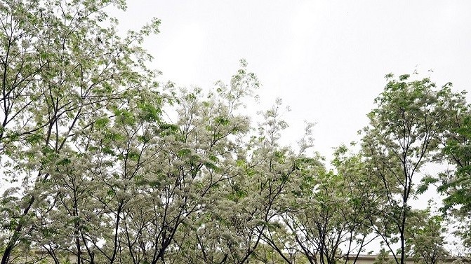 Dự báo thời tiết đêm nay và ngày mai (20-21/2): Hà Nội, Bắc Bộ, Bắc Trung Bộ rét về đêm và sáng, mưa vài nơi; Tây Nguyên, Nam Bộ ngày nắng