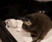 Mỹ: Ba chú chim cánh cụt châu Phi ra đời ở thủy cung