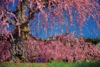 Chiêm ngưỡng những bông hoa nở rực rỡ, phủ kín hai cây mận già nhất Nhật Bản