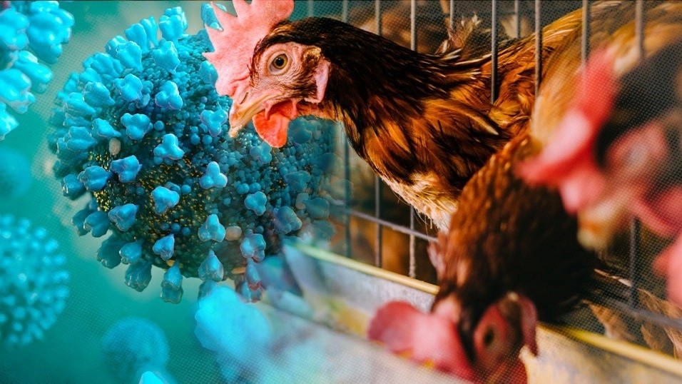 Công điện khẩn về ngăn chặn nhập lậu gia cầm vào Việt Nam